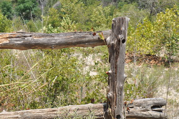 Barton Creek Greenbelt