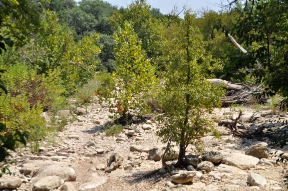 Barton Creek Greenbelt