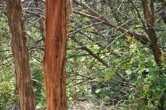 Barton Creek Greenbelt